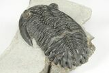 Detailed Hollardops Trilobite - Excellent Eye Preservation #204493-4